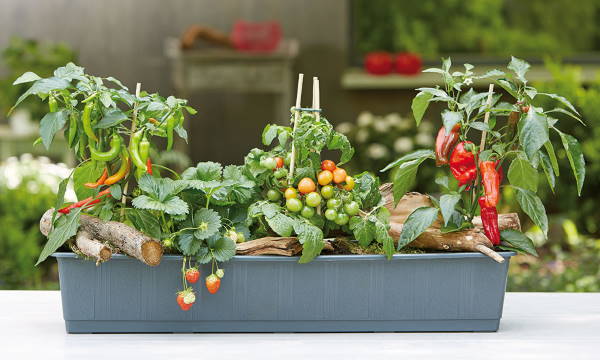 Gärtnerei: Gemüse- & Obstpflanzen, Kräuter